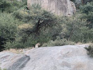 Marwar leopard camp place picture